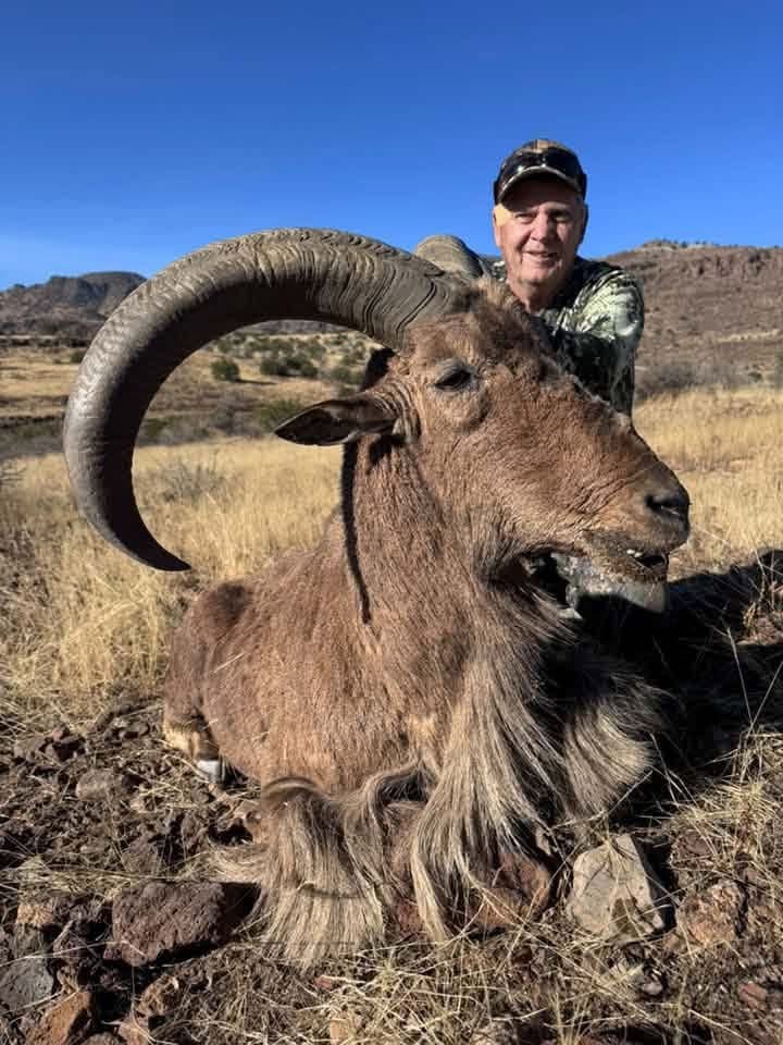 Brian Stratton with an aoudad ram